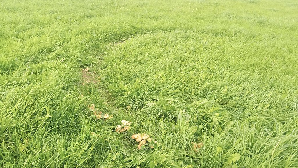 What Causes Fairy Ring Lawn Disease & How Do You Treat it?